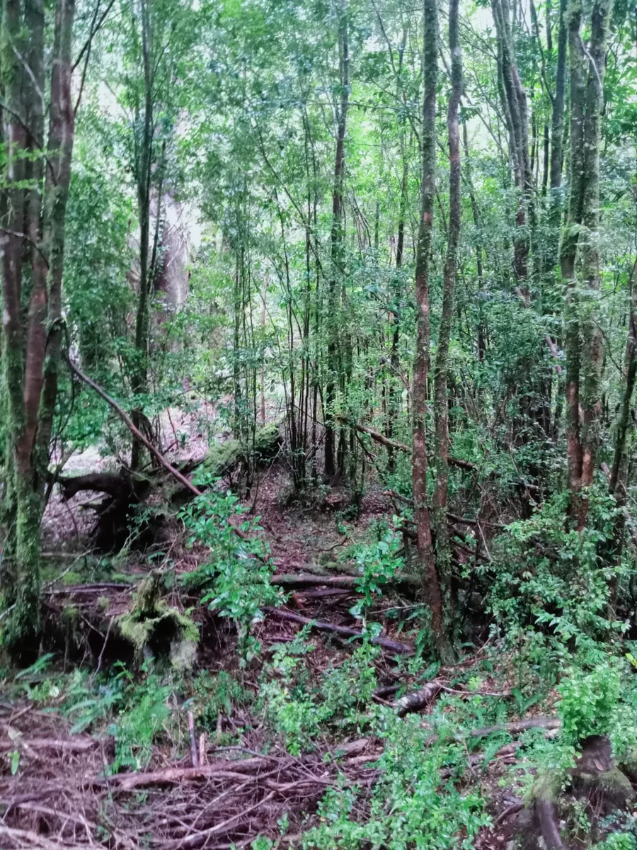 Terrenos desde 5000 m2 en Cochamó — foto 7