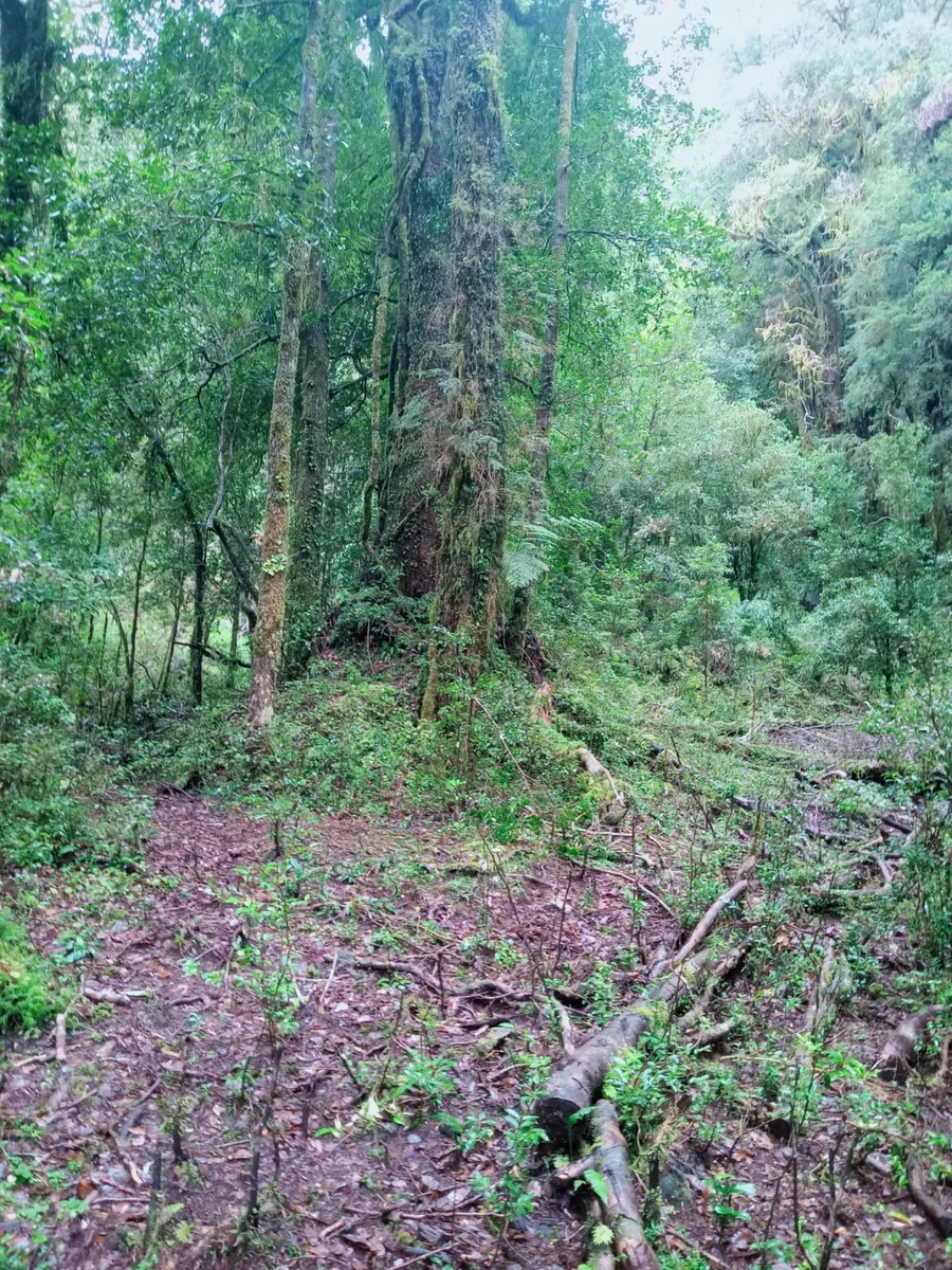Terrenos desde 5000 m2 en Cochamó — foto 8