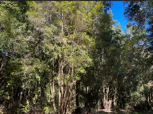 Hermosa parcela de 10.000 m2 con casa y orilla de río Peñol  — foto 4