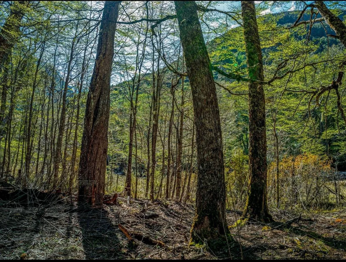Hermoso Predio de Bosques Sustentables en la Patagonia — foto 3