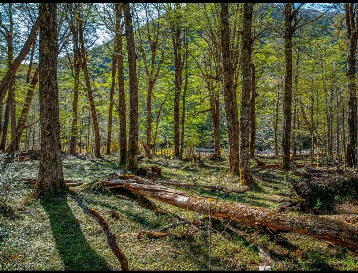 Hermoso Predio de Bosques Sustentables en la Patagonia — foto 6