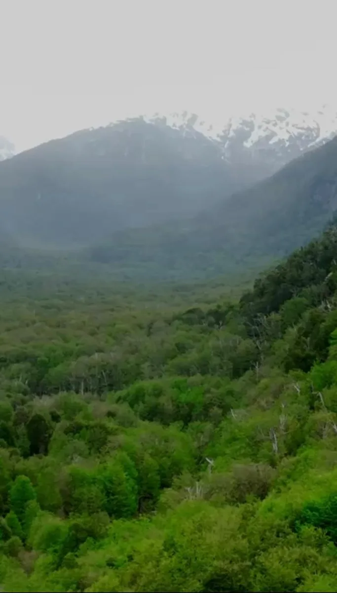 Hermoso Predio de Bosques Sustentables en la Patagonia — foto 5