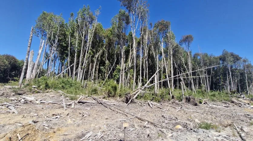 Parcelas, Alerces de Lauca, Puerto Montt — foto 4