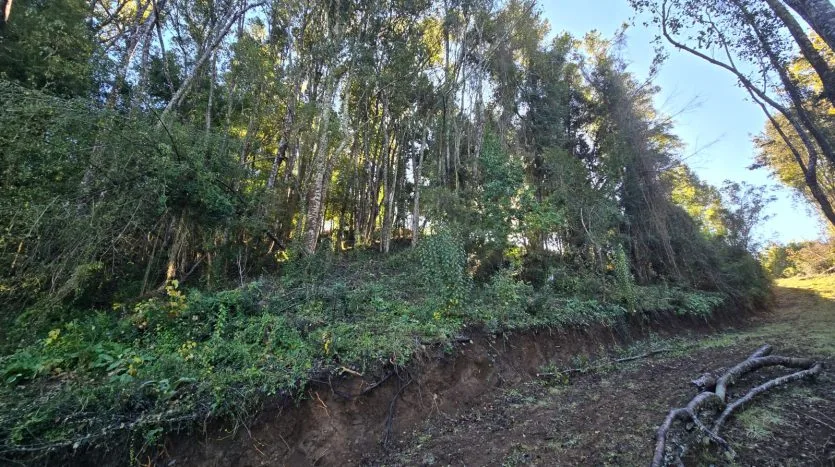 Terreno 1Ha, Sector Sta. María, Puerto Varas — foto 3