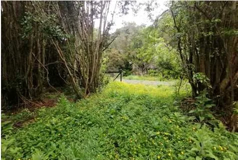 Parcela Bosque Nativo Puerto Varas — foto 6