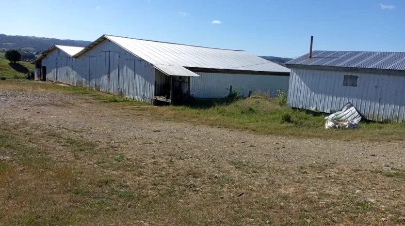 Campo 70Ha, San Carlos, Los Muermos — foto 3