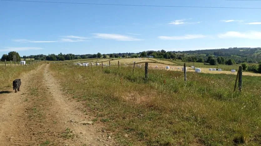 Campo 70Ha, San Carlos, Los Muermos — foto 5