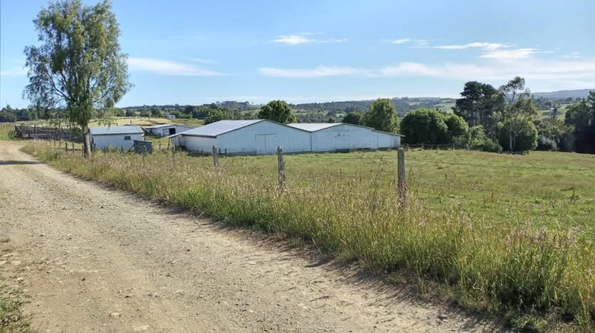 Campo 70Ha, San Carlos, Los Muermos — foto 4