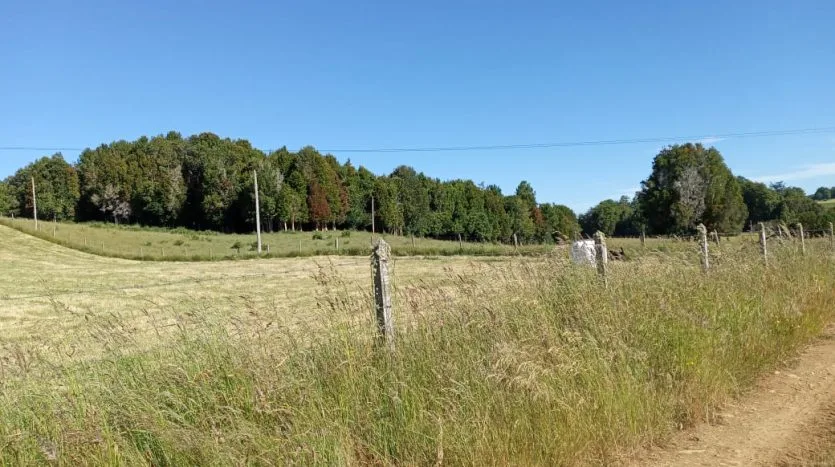 Campo 70Ha, San Carlos, Los Muermos — foto 7