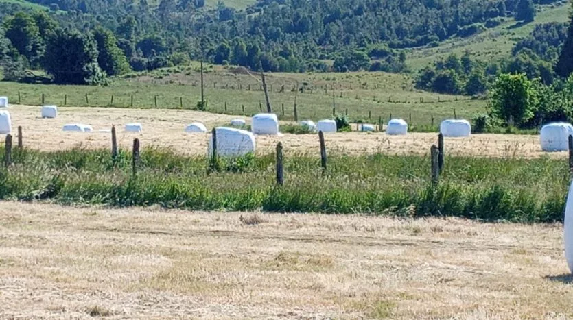 Campo 70Ha, San Carlos, Los Muermos — foto 6