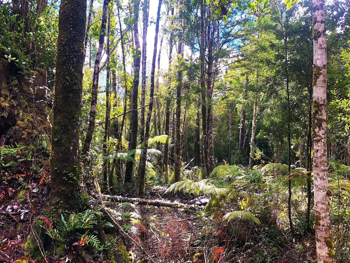 Parcelación Vive Bosque, Puerto Varas/Puerto Montt — foto 4