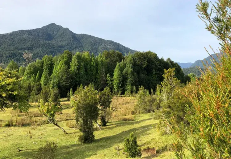 Terreno 12.70 hectáreas, Colonia Sargazo, Puerto Montt