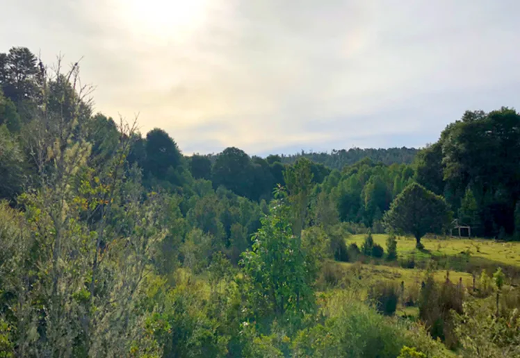 Terreno 12.70 hectáreas, Colonia Sargazo, Puerto Montt — foto 5