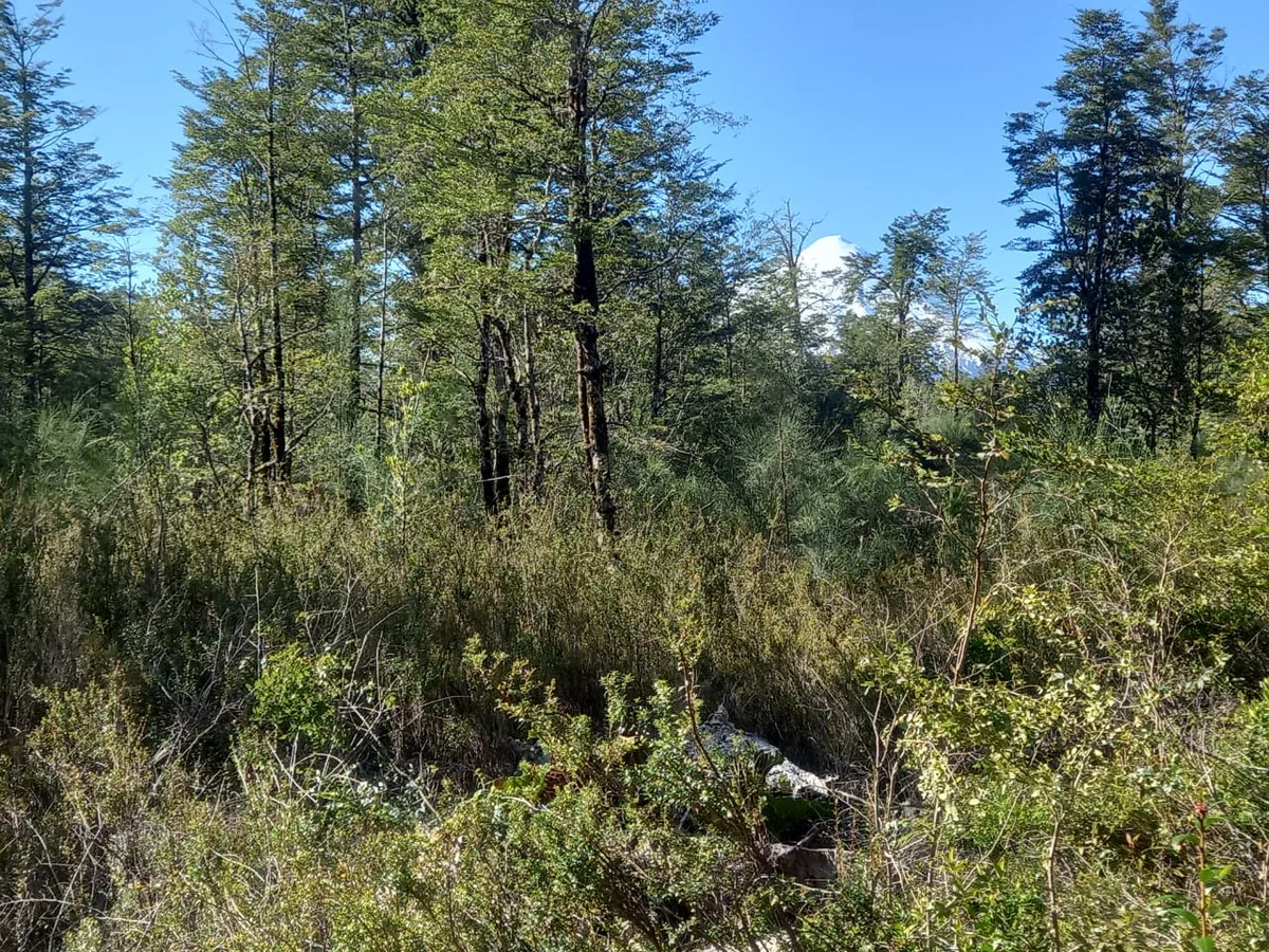 Parcela, Parque Volcanes, Ensenada, Puerto Varas — foto 8