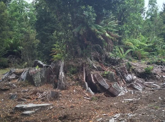 Parcela, Lauca, Puerto Montt — foto 4
