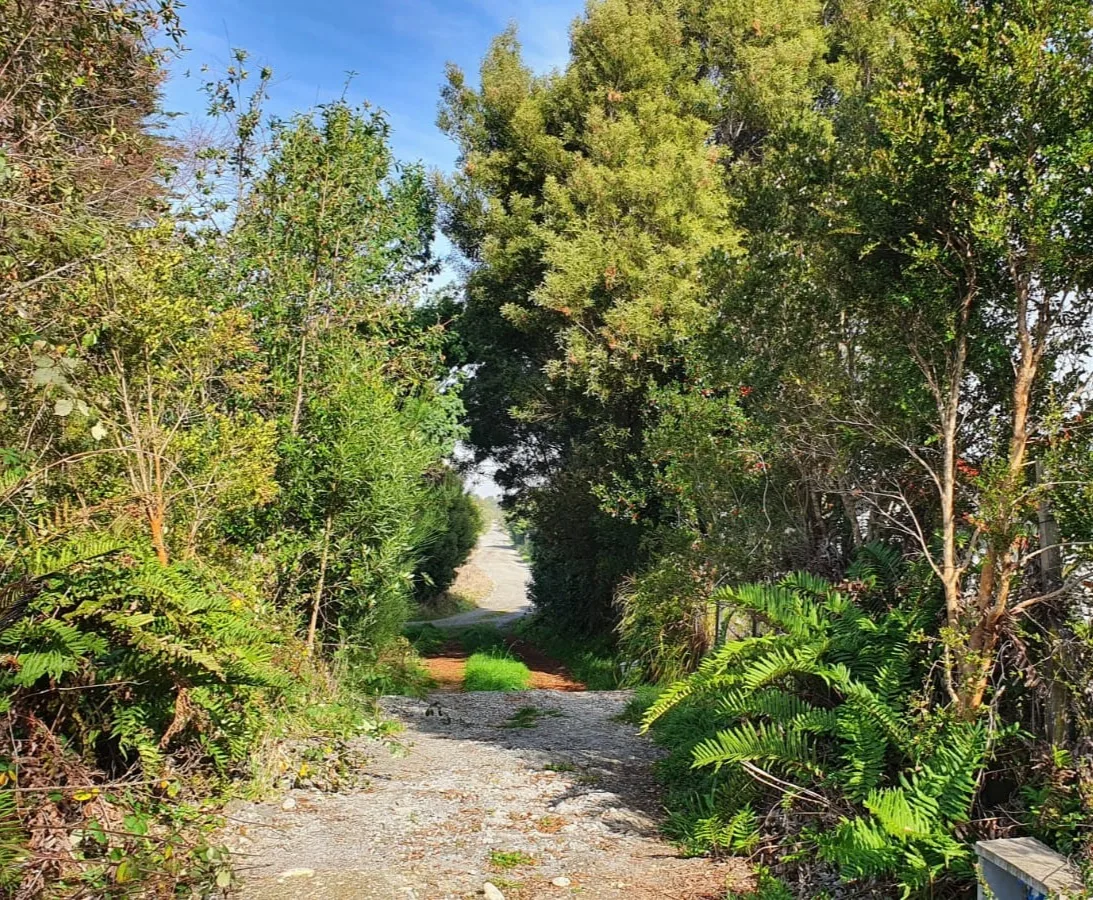Parcela, Avellanos de Trapén, Puerto Montt — foto 8