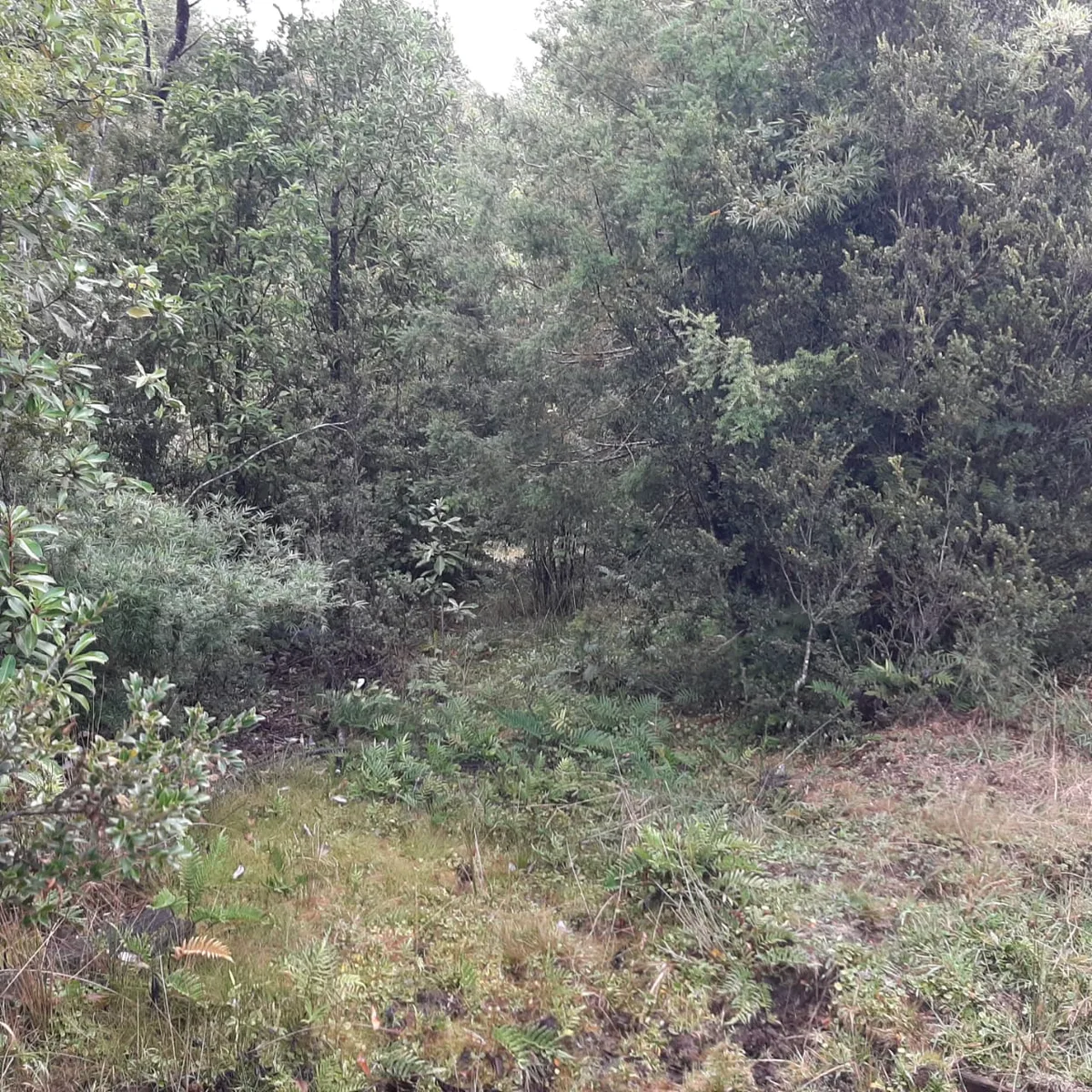 Terreno 1,9 Hectareas, La Poza, Puerto Varas — foto 5
