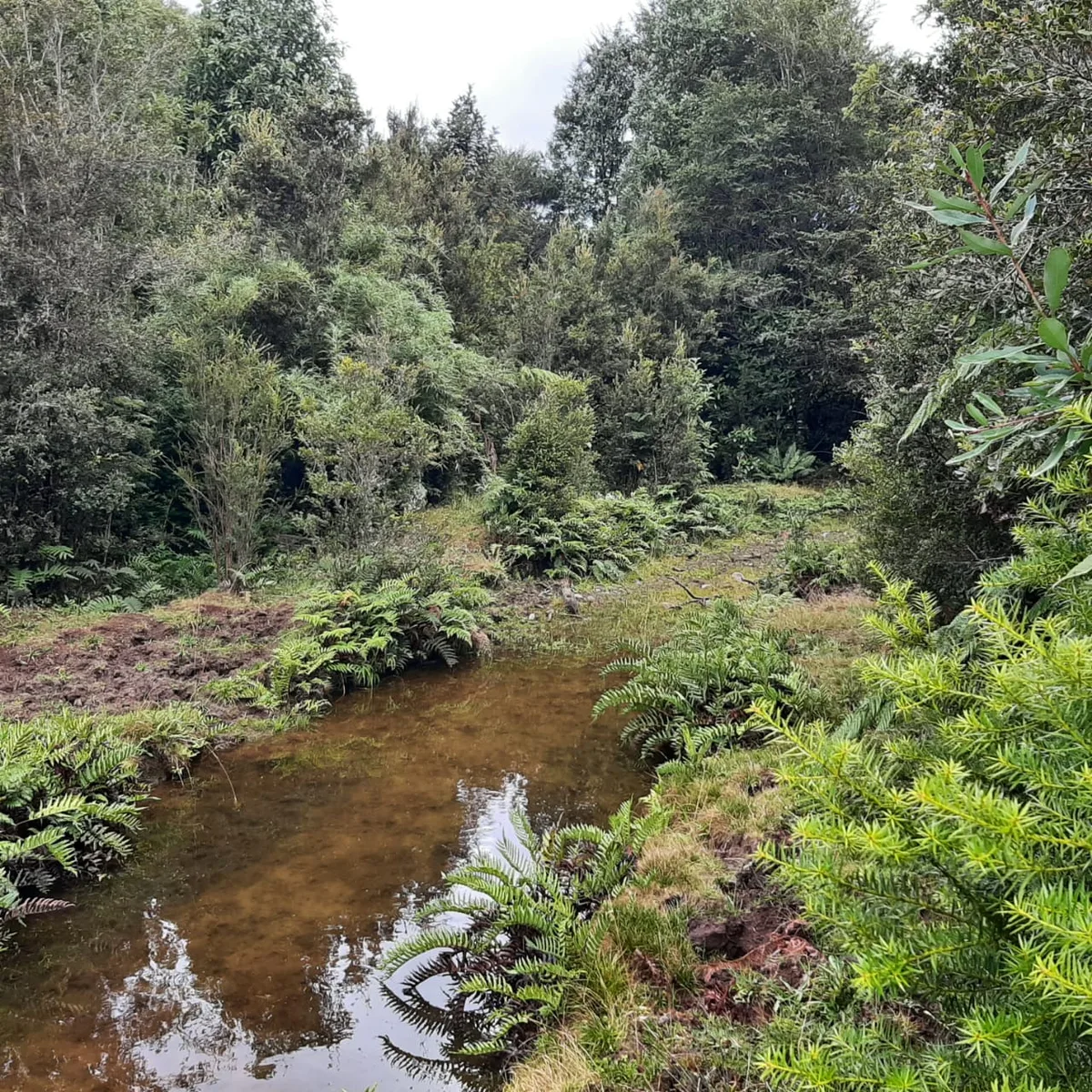 Terreno 1,9 Hectareas, La Poza, Puerto Varas — foto 4