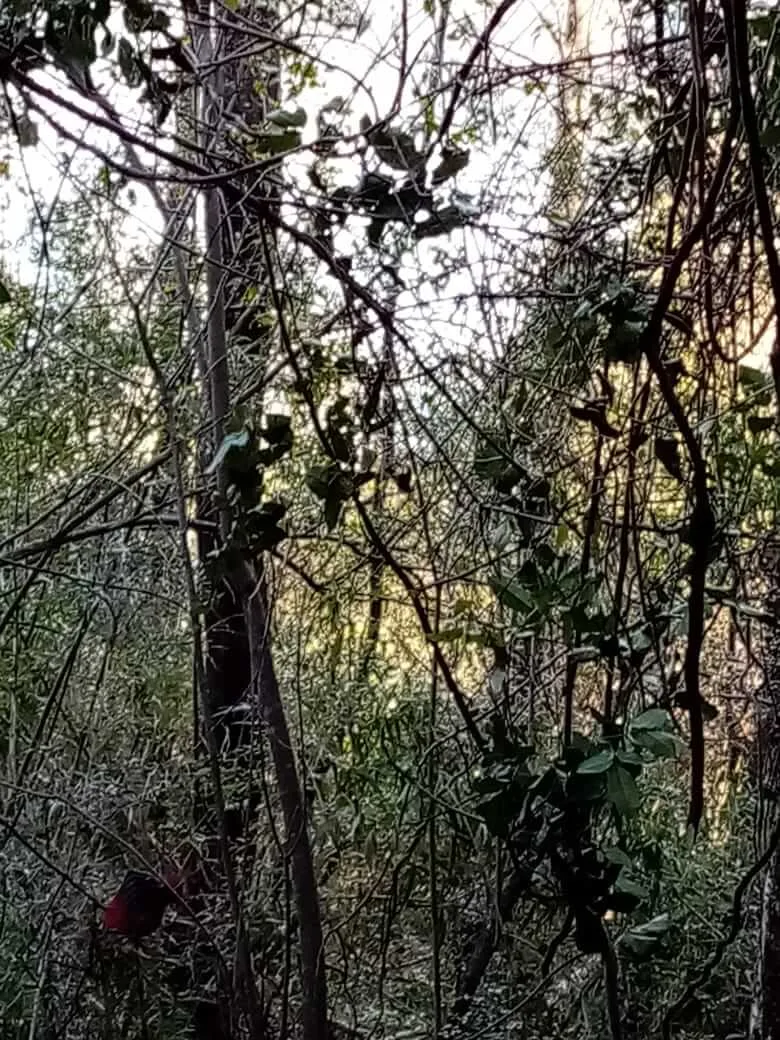 Terreno 4 Ha, Acceso Lago Colico — Cunco, Araucanía — foto 7