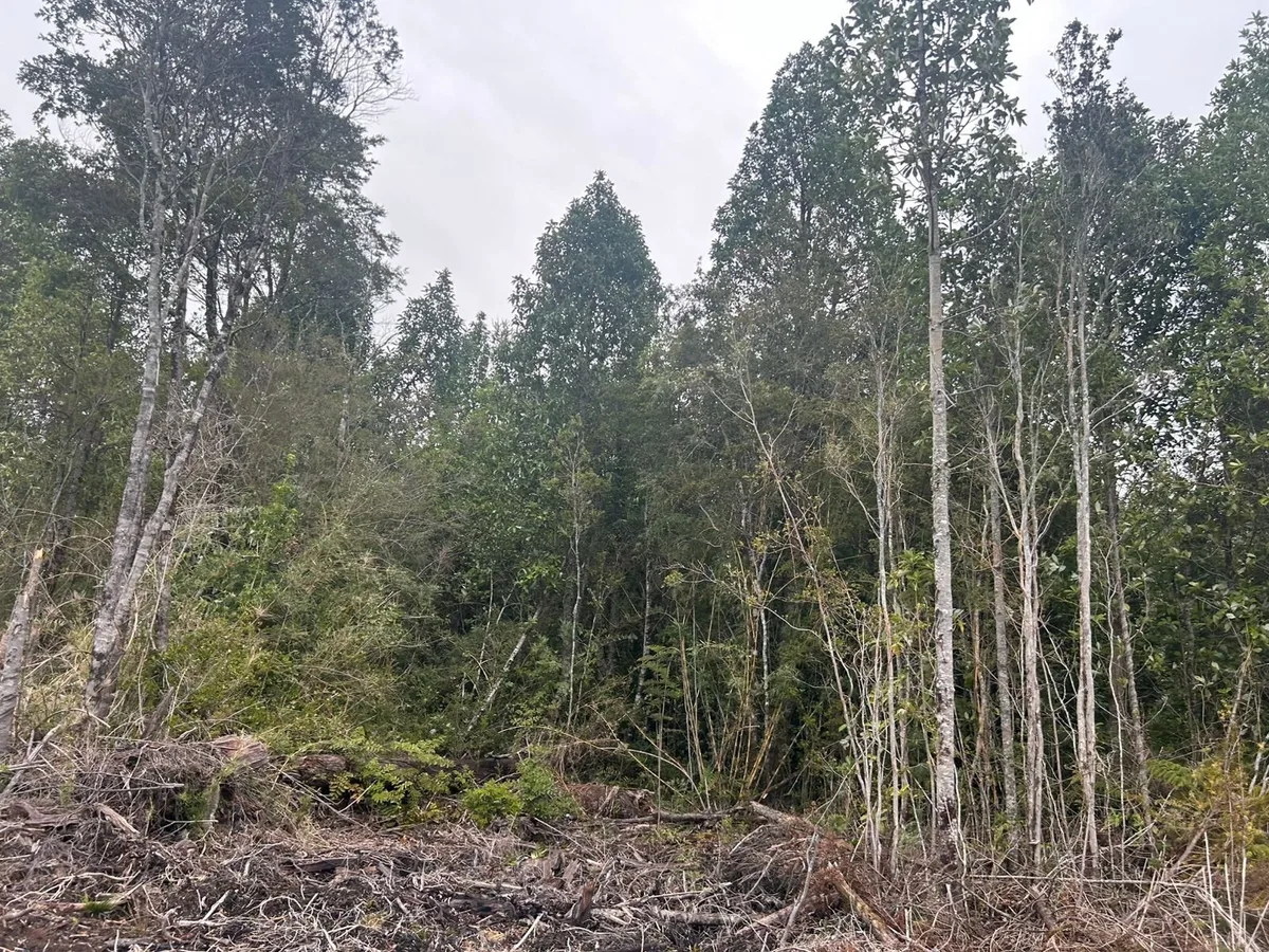 Hermosa parcela en puerto varas — foto 6