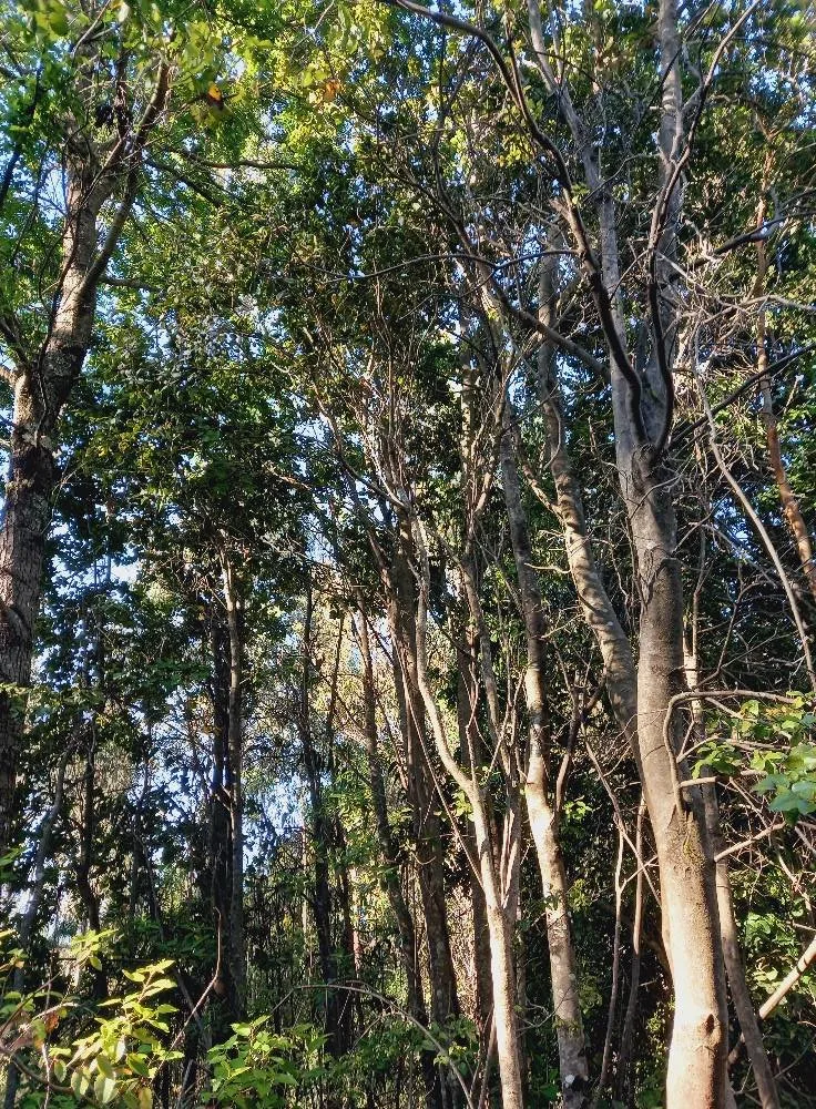 Para proyectos de conservación o Turismo de naturaleza  — foto 3