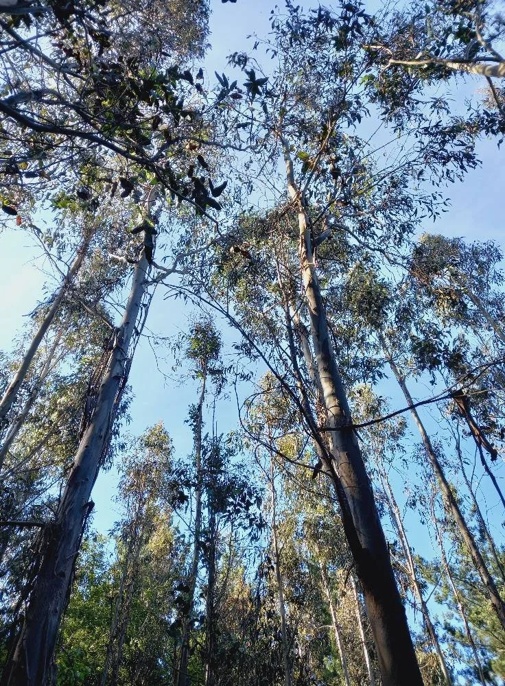Para proyectos de conservación o Turismo de naturaleza  — foto 4