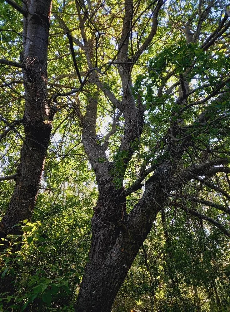 Para proyectos de conservación o Turismo de naturaleza  — foto 5