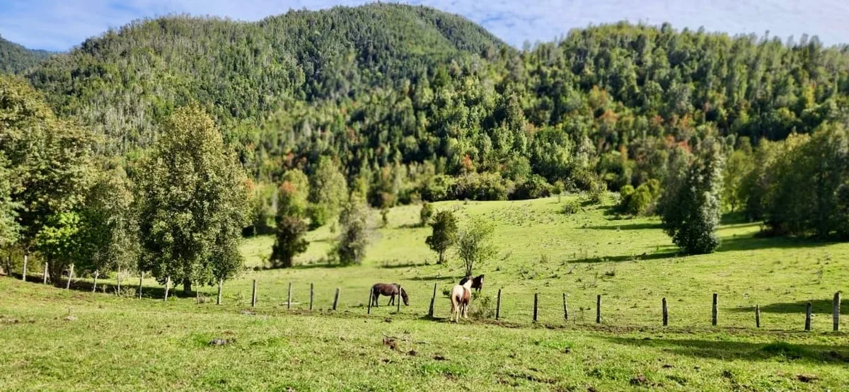 Hermosas parcelas en Fresia, Región de Los Lagos — foto 5