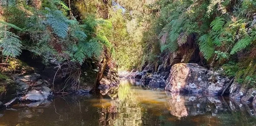 Bosque Rogers, dos ríos y un estero  — foto 4
