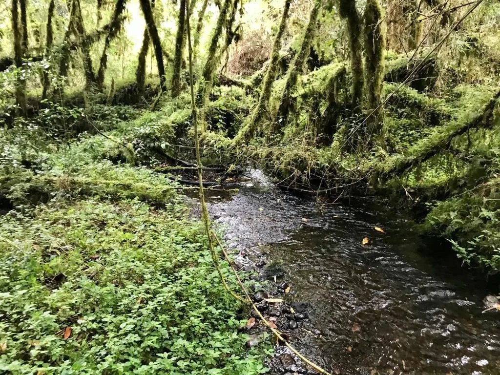 Rivera Tarahuín - imagen 3