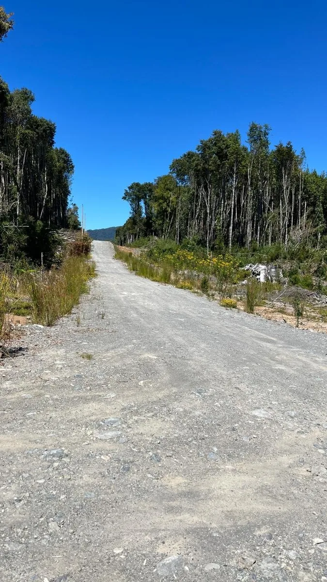 Alerces de Lauca - imagen 3