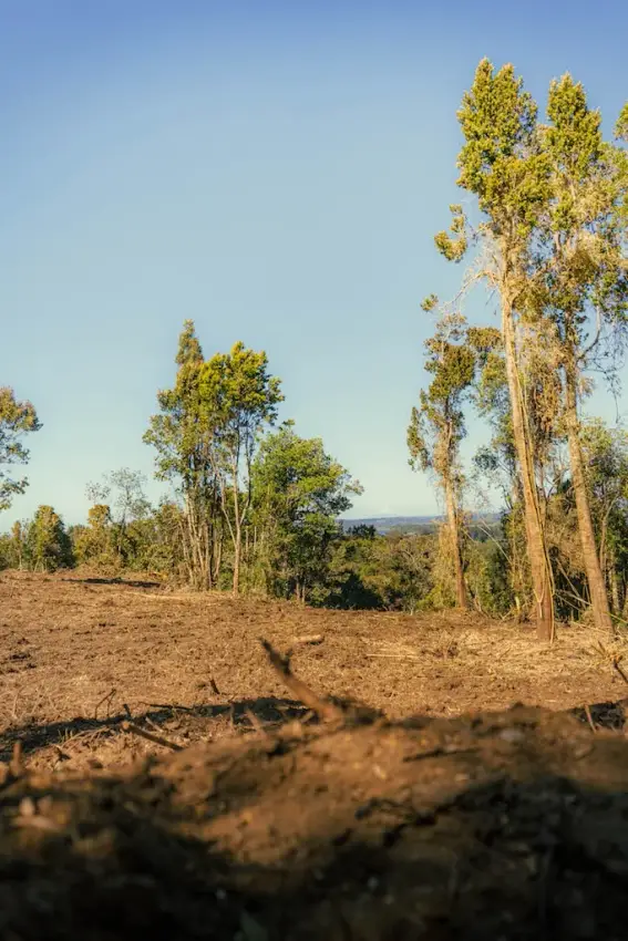 Proyecto Vive Quenuir bajo, Ubicadas en un Entorno Natural