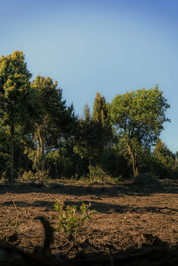 Proyecto Vive Quenuir bajo, Ubicadas en un Entorno Natural — foto 3