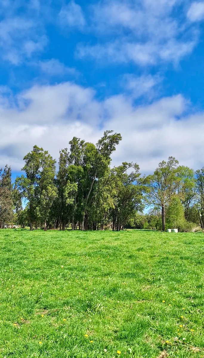 Campo 5,75 ha orilla camino asfaltado - Fresia  — foto 3