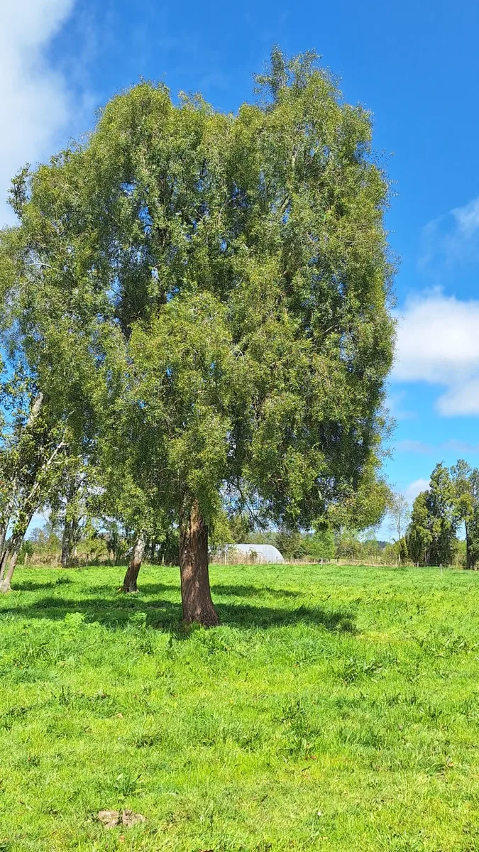 Campo 5,75 ha orilla camino asfaltado - Fresia  — foto 4
