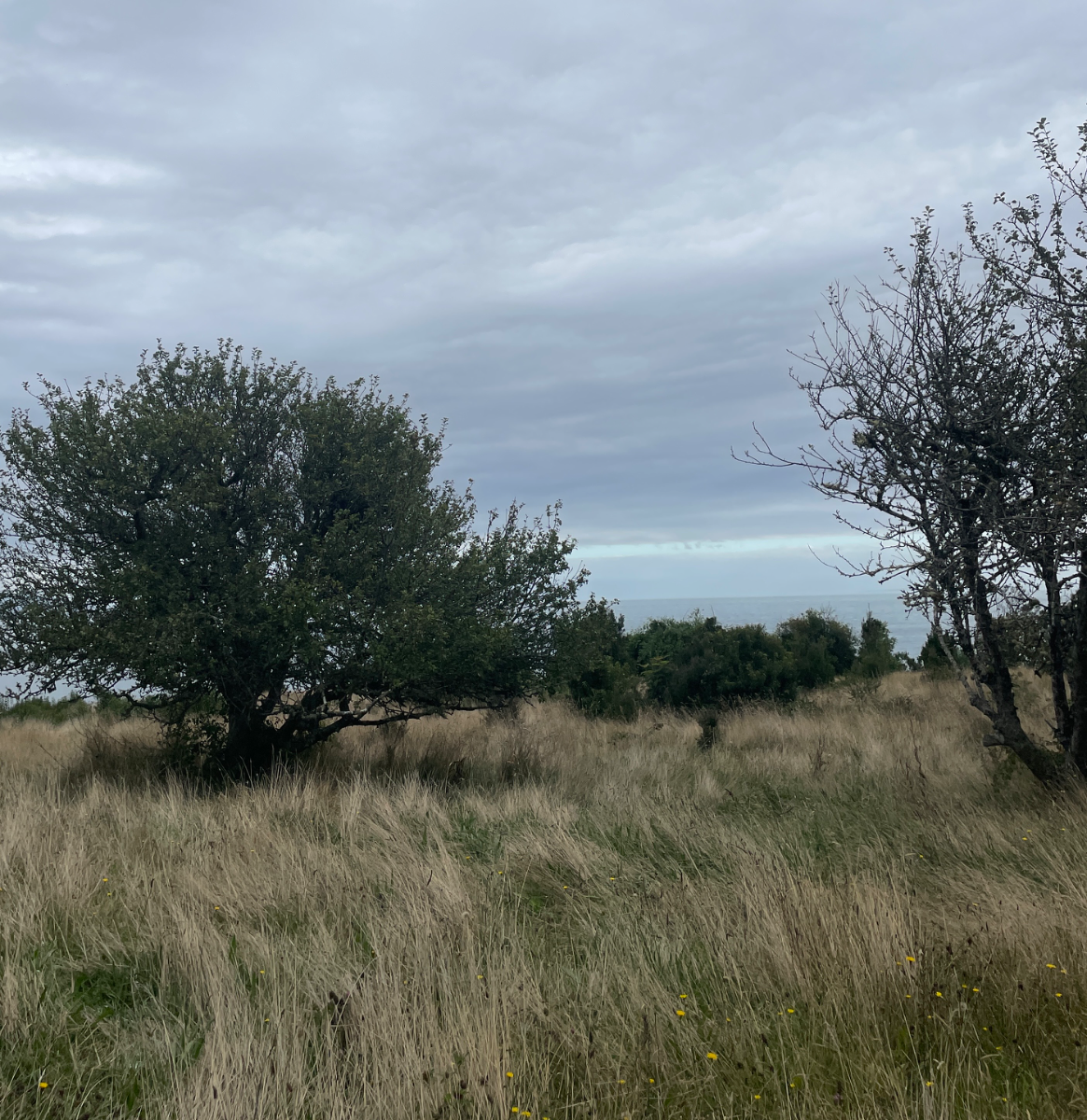 Hermoso campo con vista al mar en Hualaihué, Patagonia — foto 6