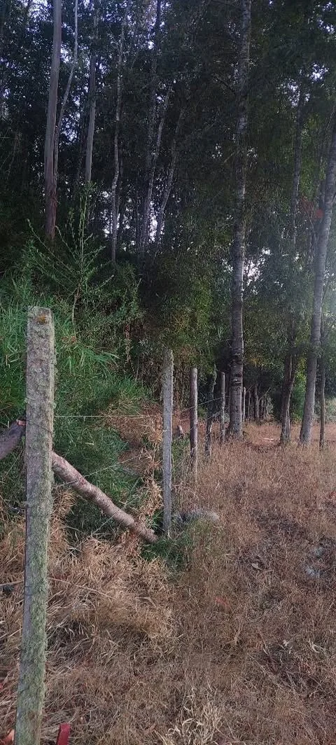 Parcela 1 ha con cabaña en Mariquina — foto 5