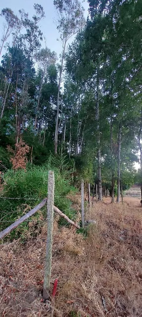 Parcela 1 ha con cabaña en Mariquina — foto 6