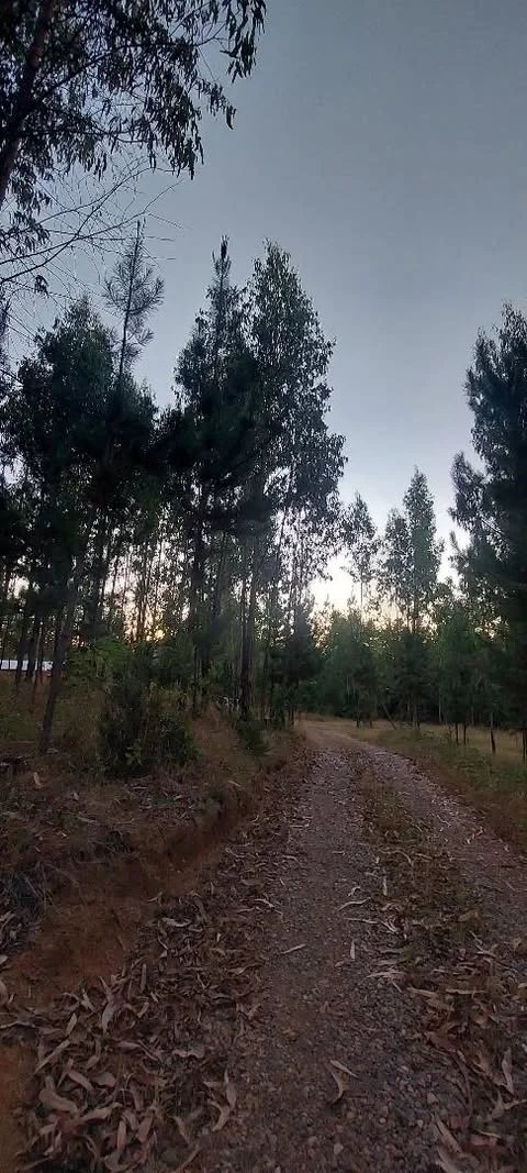 Parcela 1 ha con cabaña en Mariquina — foto 4