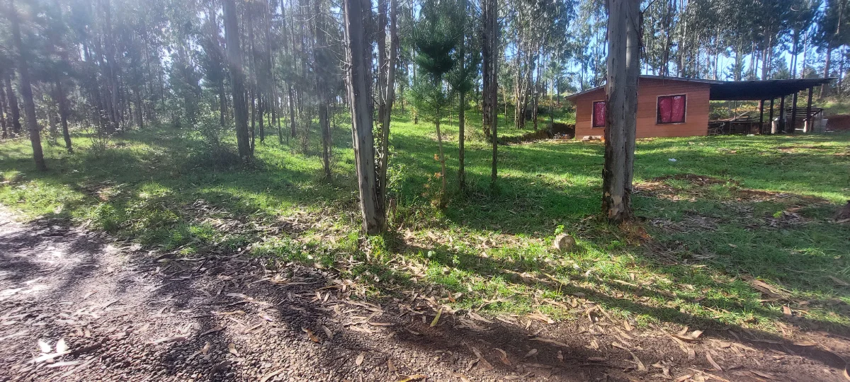 Parcela 1 ha con cabaña en Mariquina — foto 7