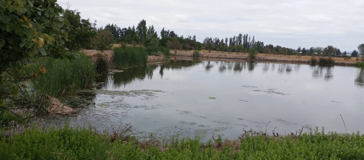 Terrazas del Puangue — foto 7
