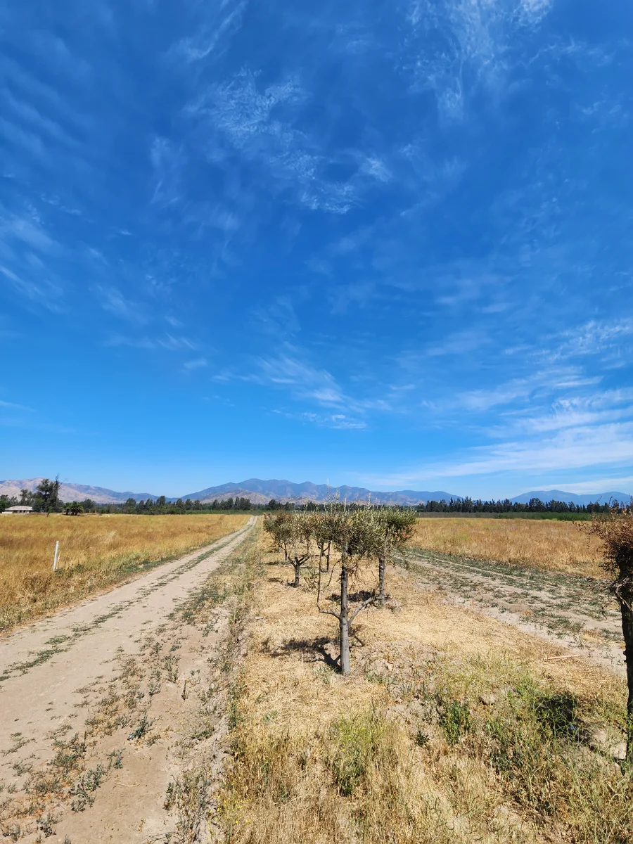 Terrazas del Puangue — foto 3