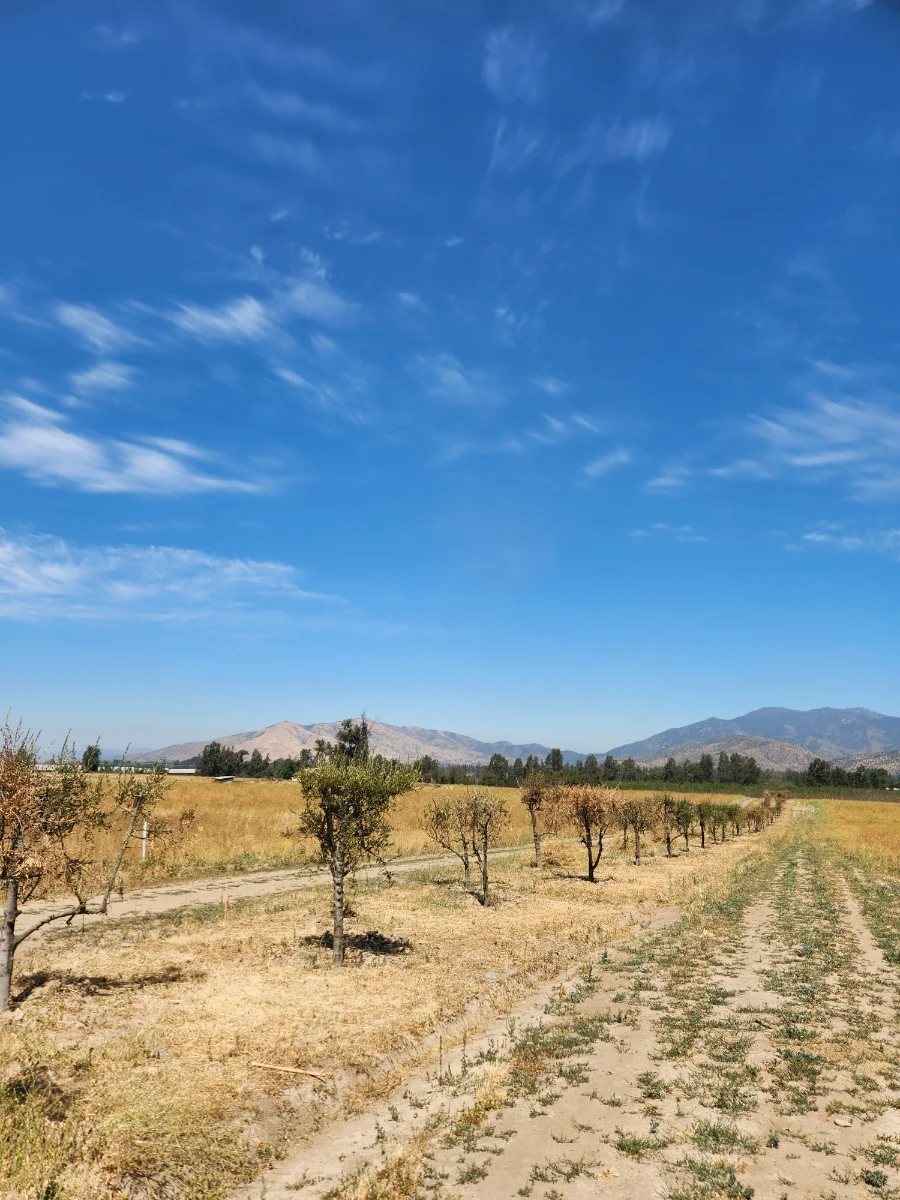 Terrazas del Puangue — foto 4