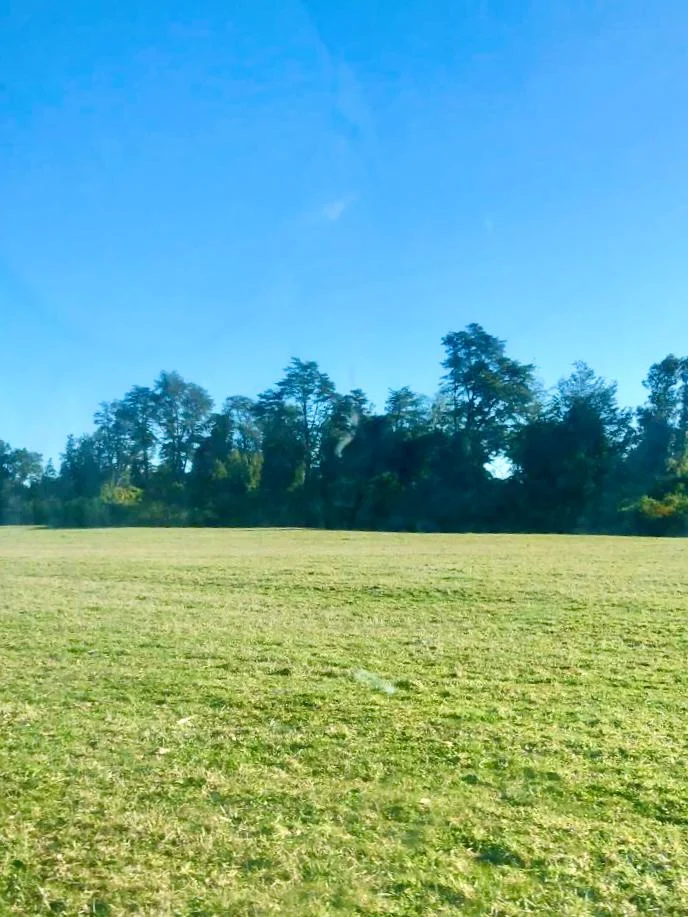 Parcelas en Puerto Octay –  Naturaleza y tranquilidad - imagen 3