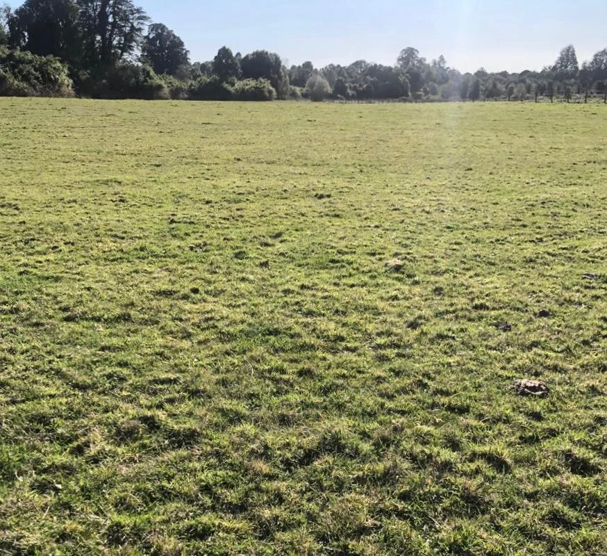 Parcelas en Puerto Octay –  Naturaleza y tranquilidad - imagen 2