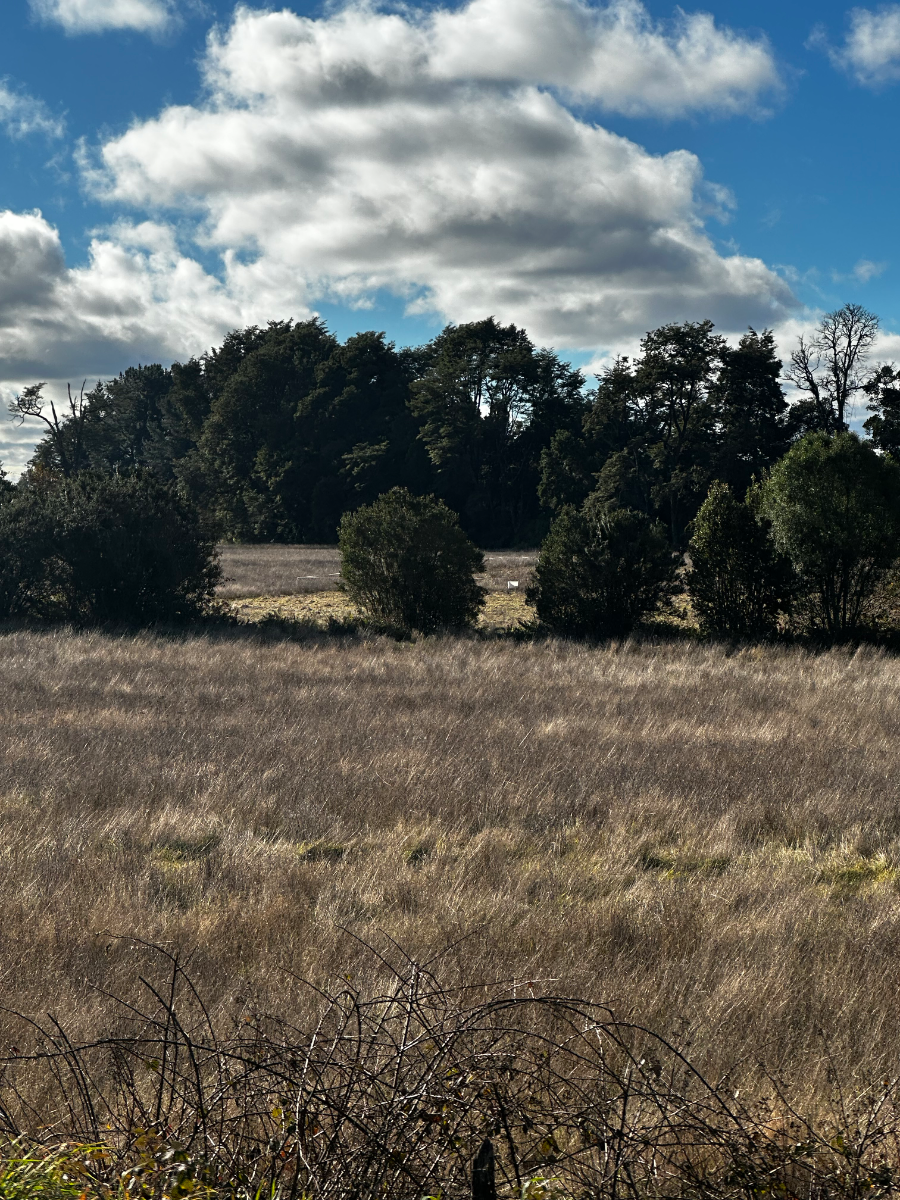 Vista 2