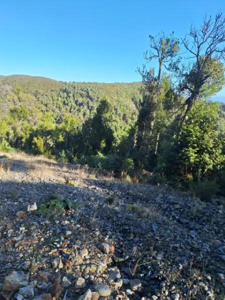 Campo maderero nativo con río, acceso privado