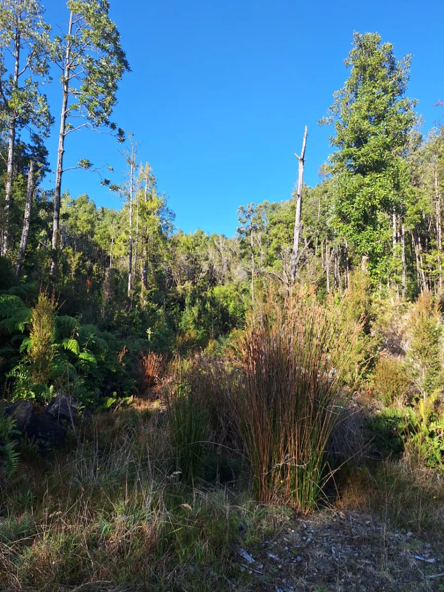 Campo maderero nativo con río, acceso privado — foto 3