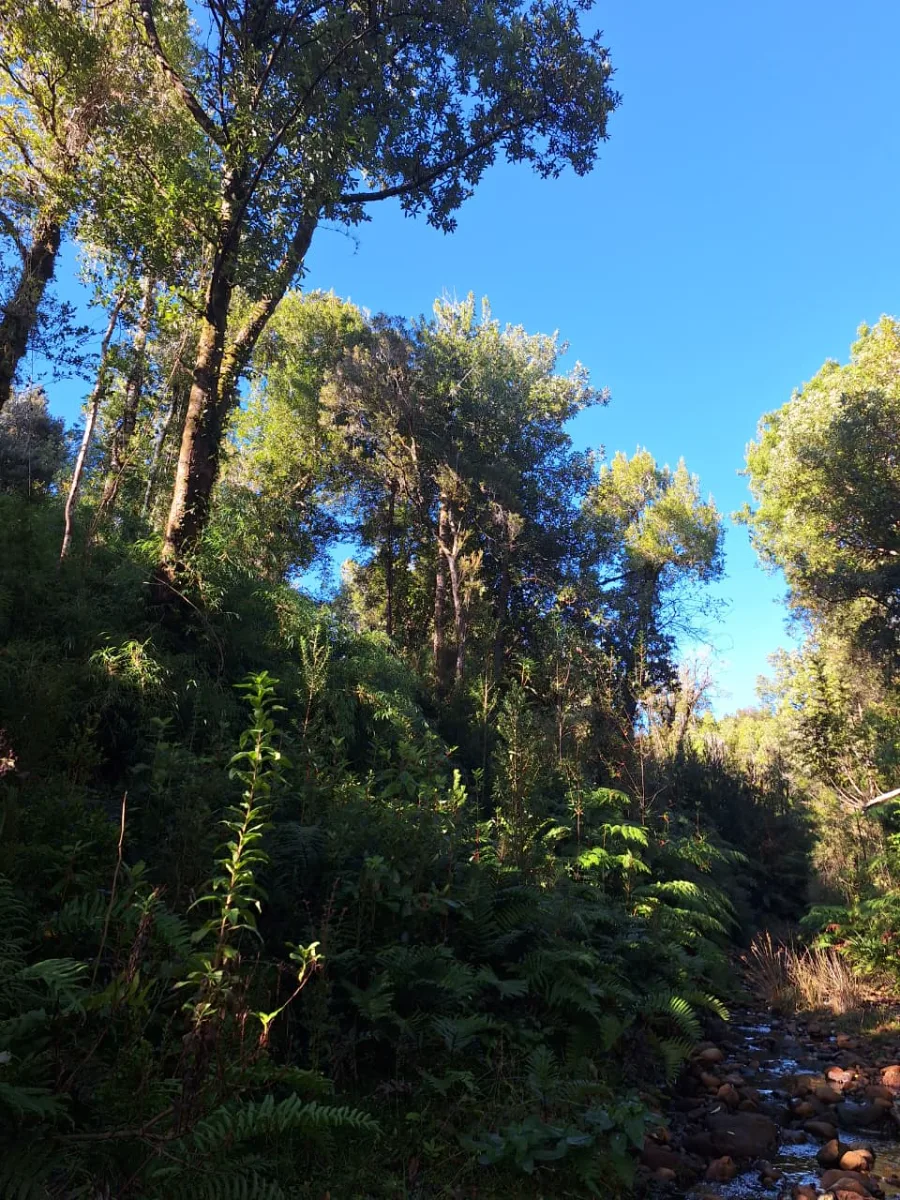 Campo maderero nativo con río, acceso privado — foto 4