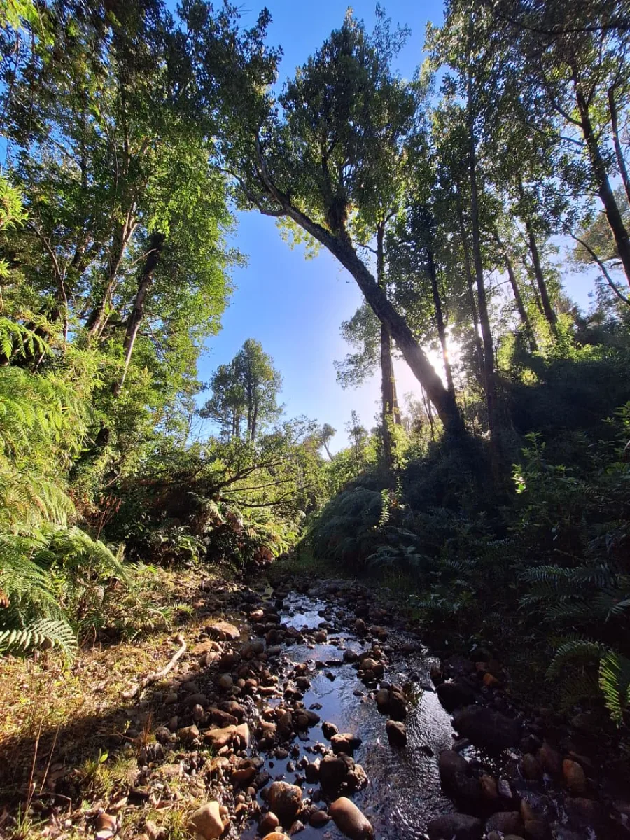 Campo maderero nativo con río, acceso privado — foto 5